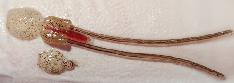 Ejemplares macho y hembra del piojo de mar. Foto: Sea Lice Research Centre